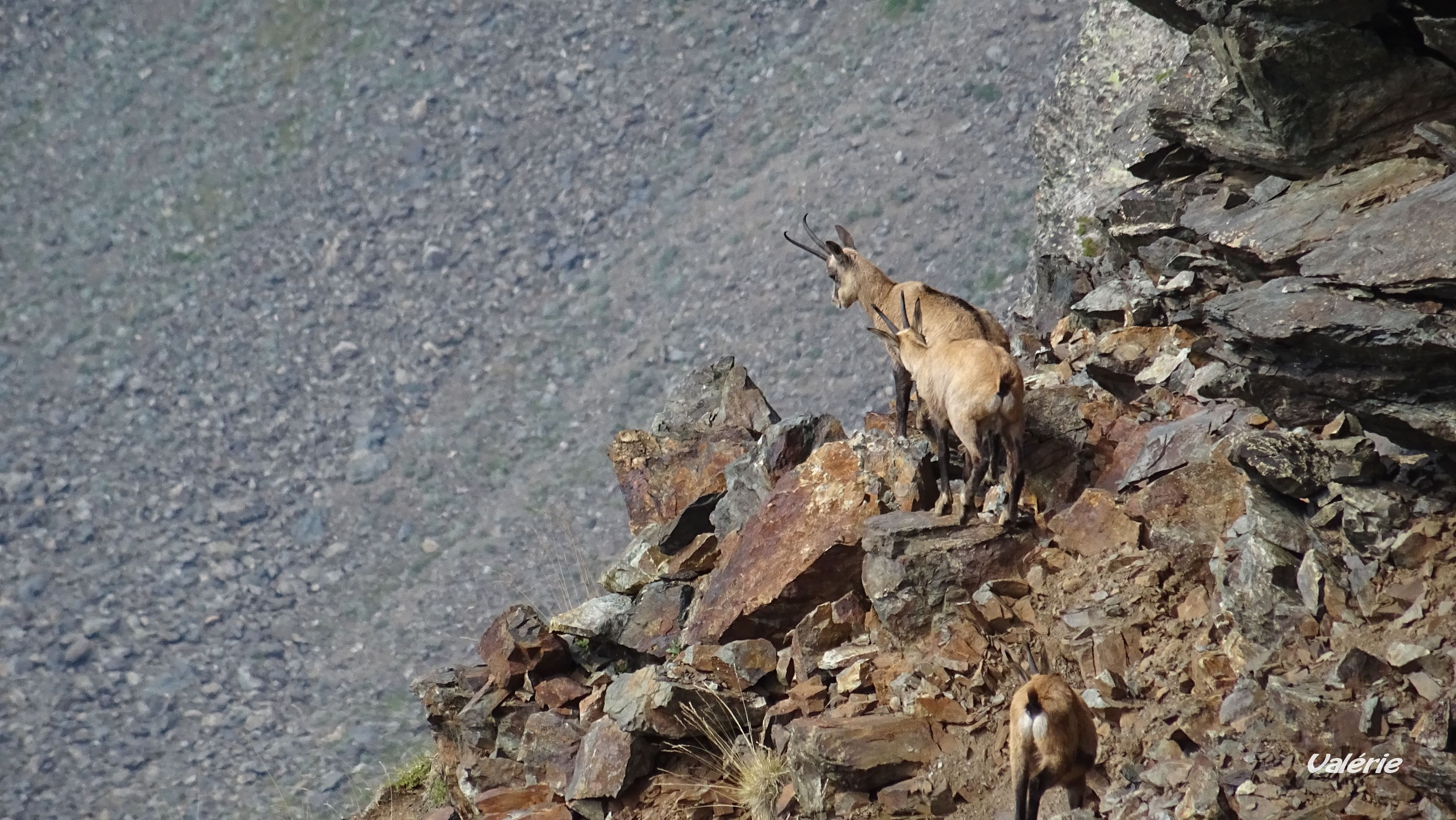 Chamois