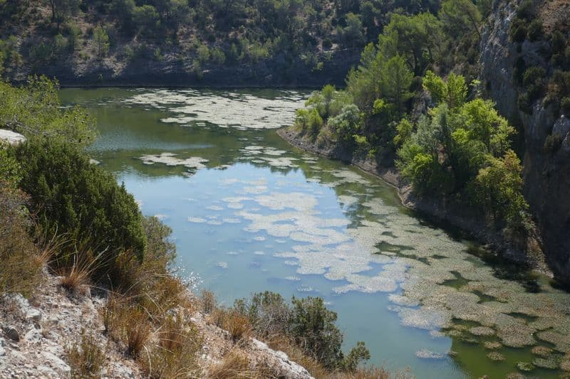 plaques de fleurs en abondance sur le lac zola
