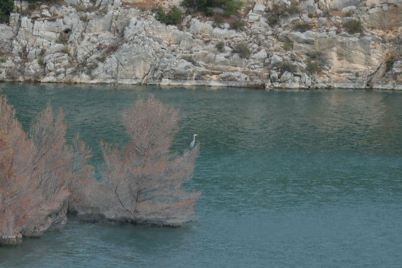 héron sur pin tué par la montée de l'eau