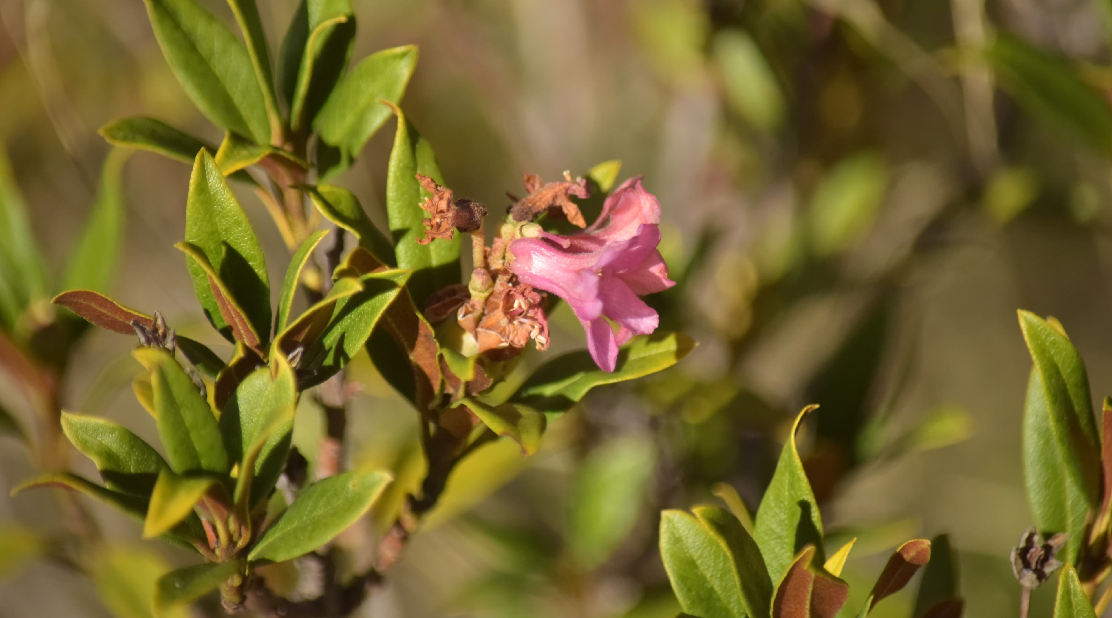 Rhododendrons en fleur en Nov 2022