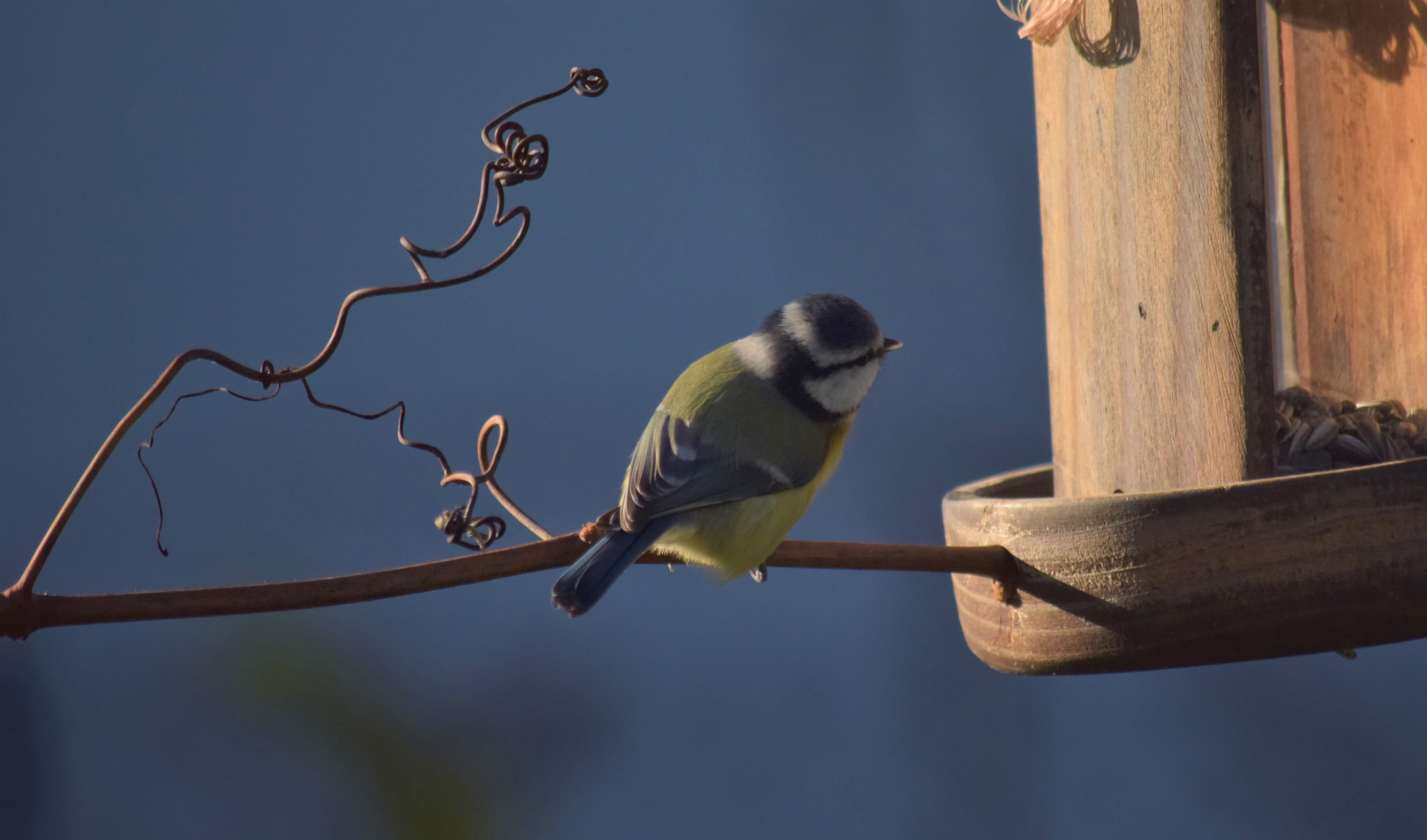 Hésitations d'une mésange bleue
