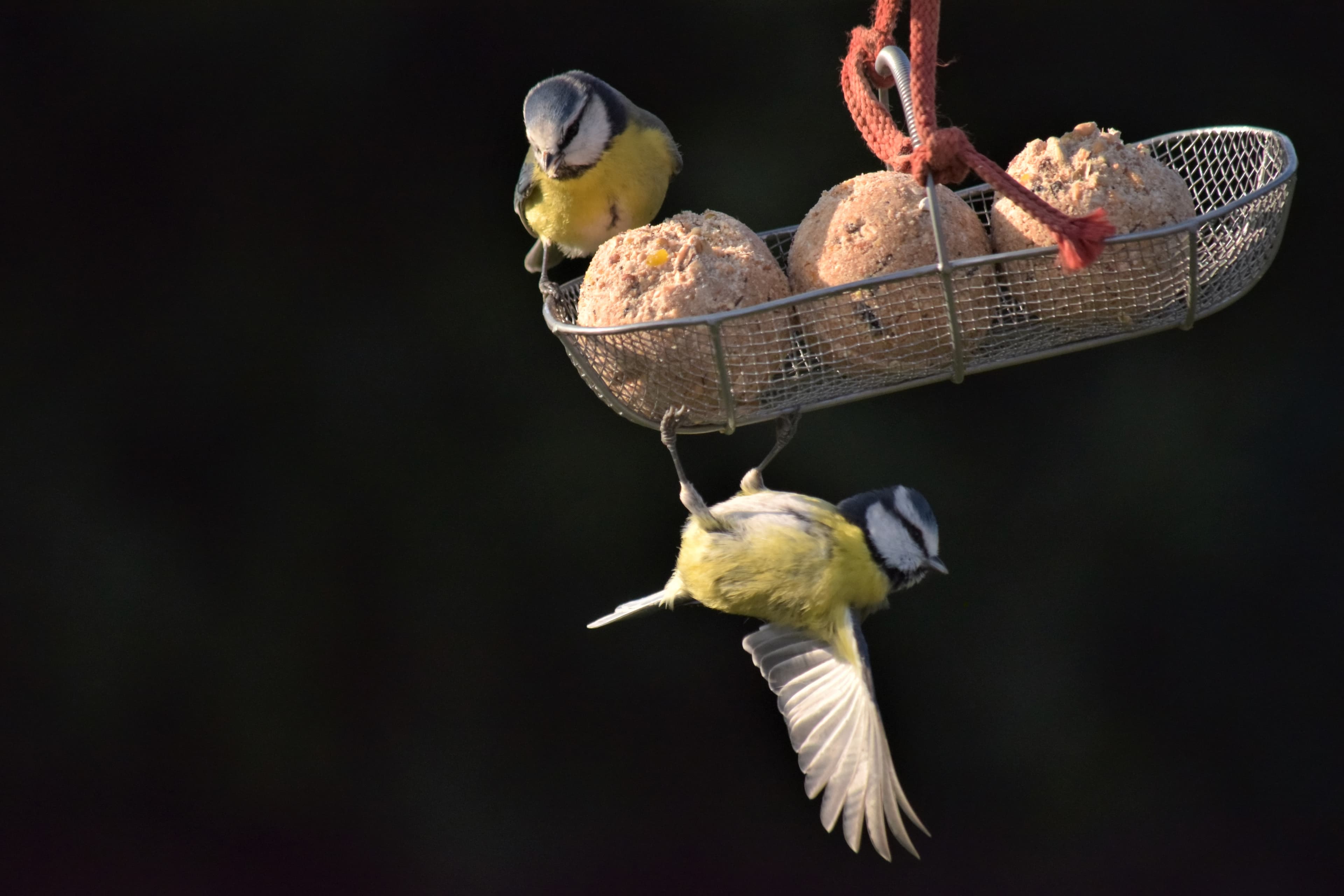 Mésanges blueues, acrobates des jardins.
