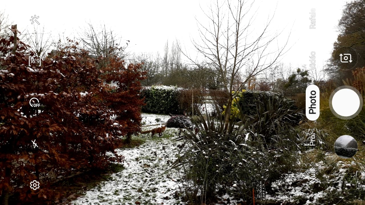 l'hiver précoce pousse le renard à s'approcher des habitations