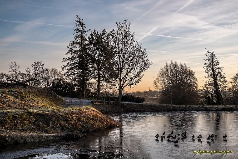 Patinoire à canards