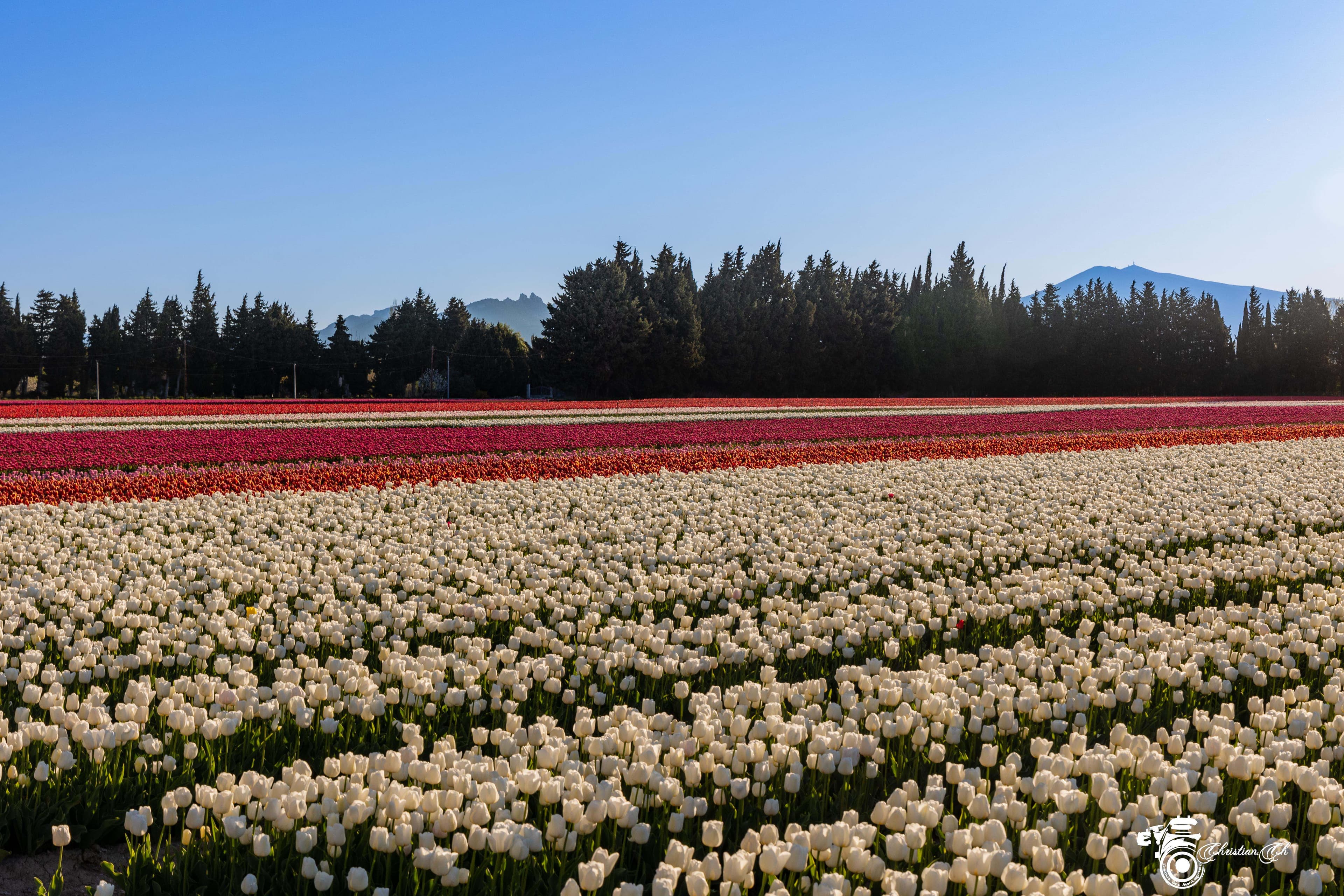 Tulipes et le Ventoux