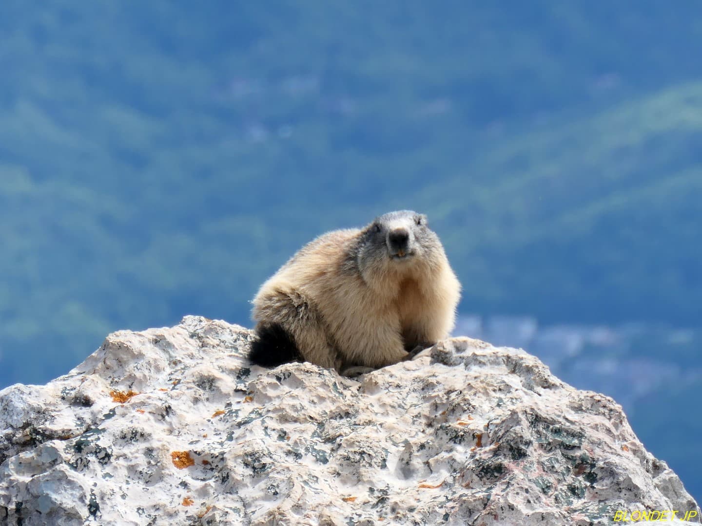 Marmotte au Moucherotte
