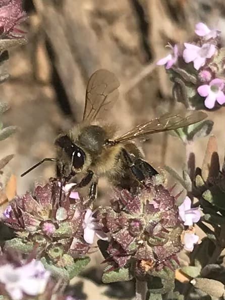 abeille sur thym