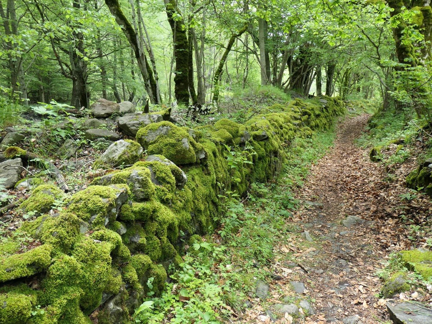 Sentier le long du Rif Bruyant