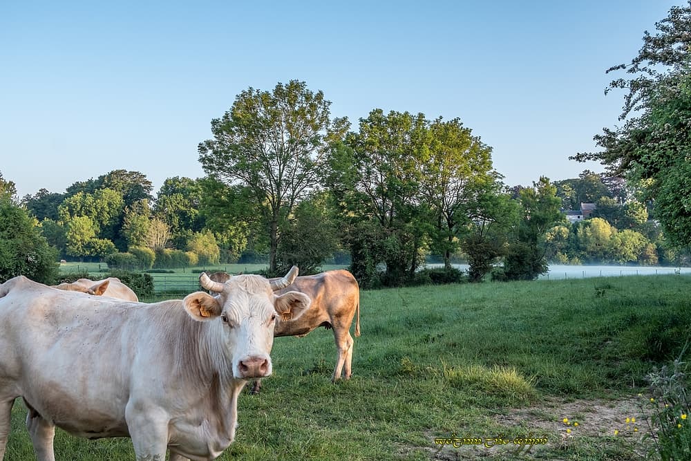 Résidus et bovidés