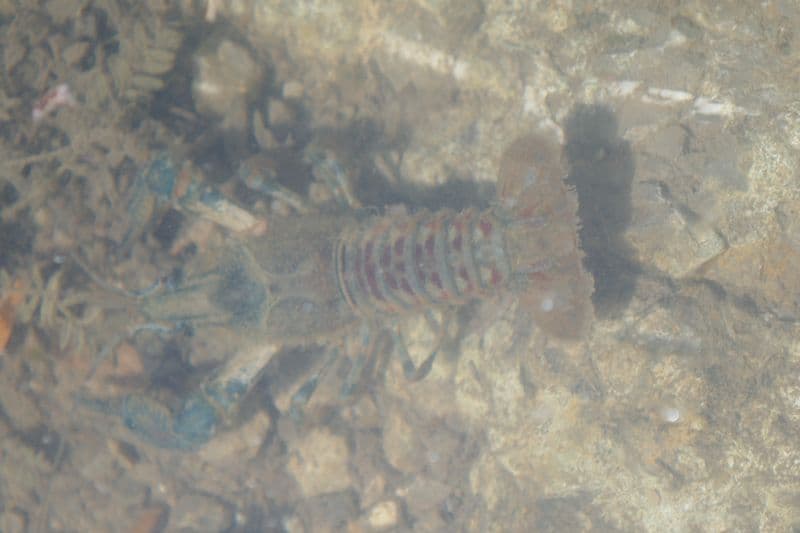 Grande écrevisse aux pinces bleu foncé