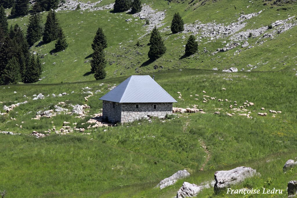Les moutons sont montés en estive