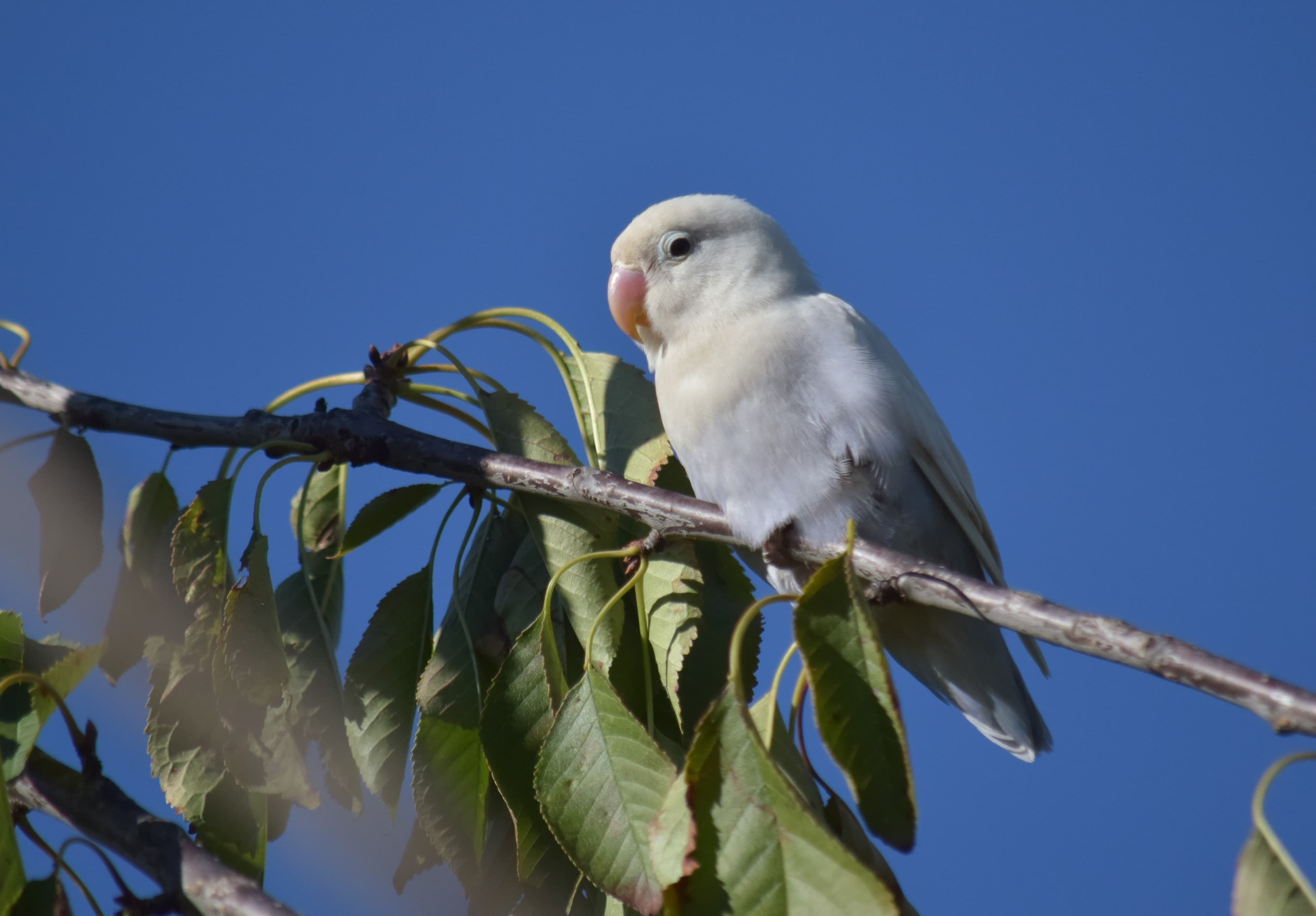 Perruches en liberté sur l'agglomération de Grenoble: échappées ou pionnières?