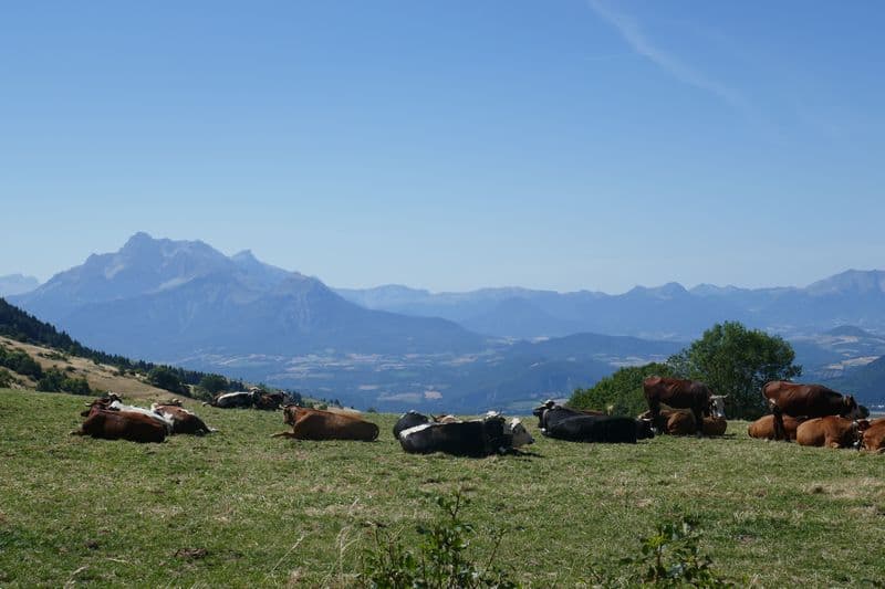 vaches et OBIOU