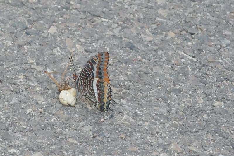 pacha à deux queues ou jason