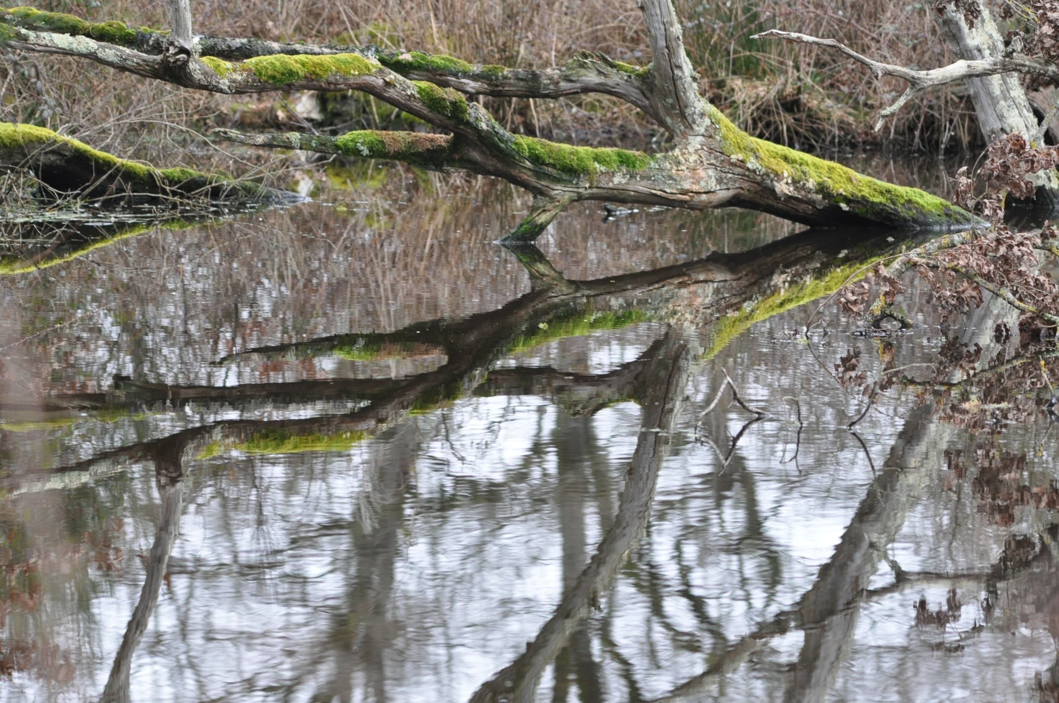 Reflets dans le miroir d'eau !!!
