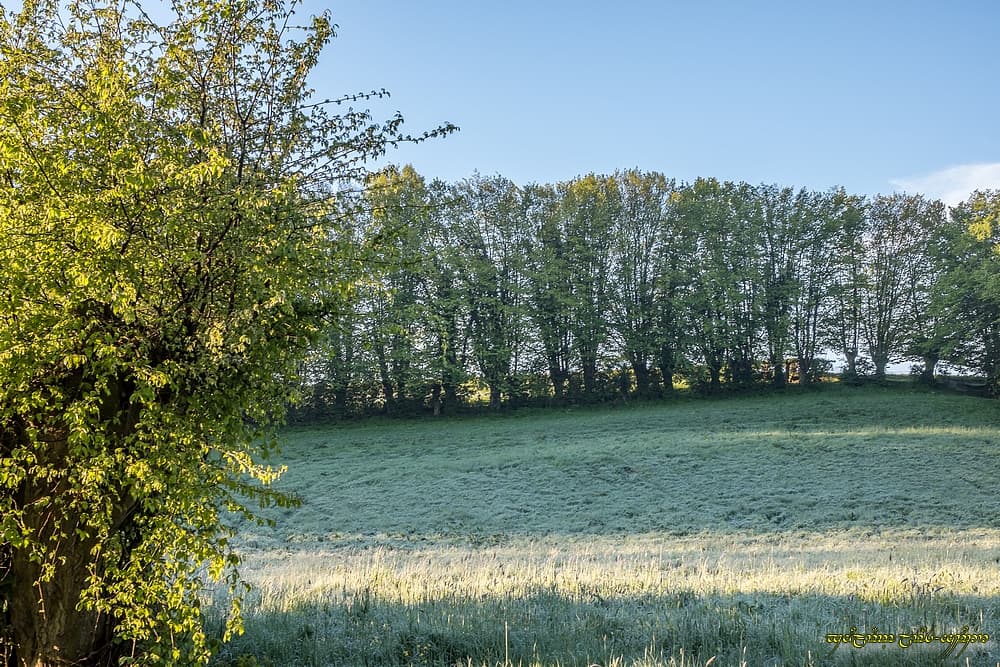 Fraîcheur de printemps