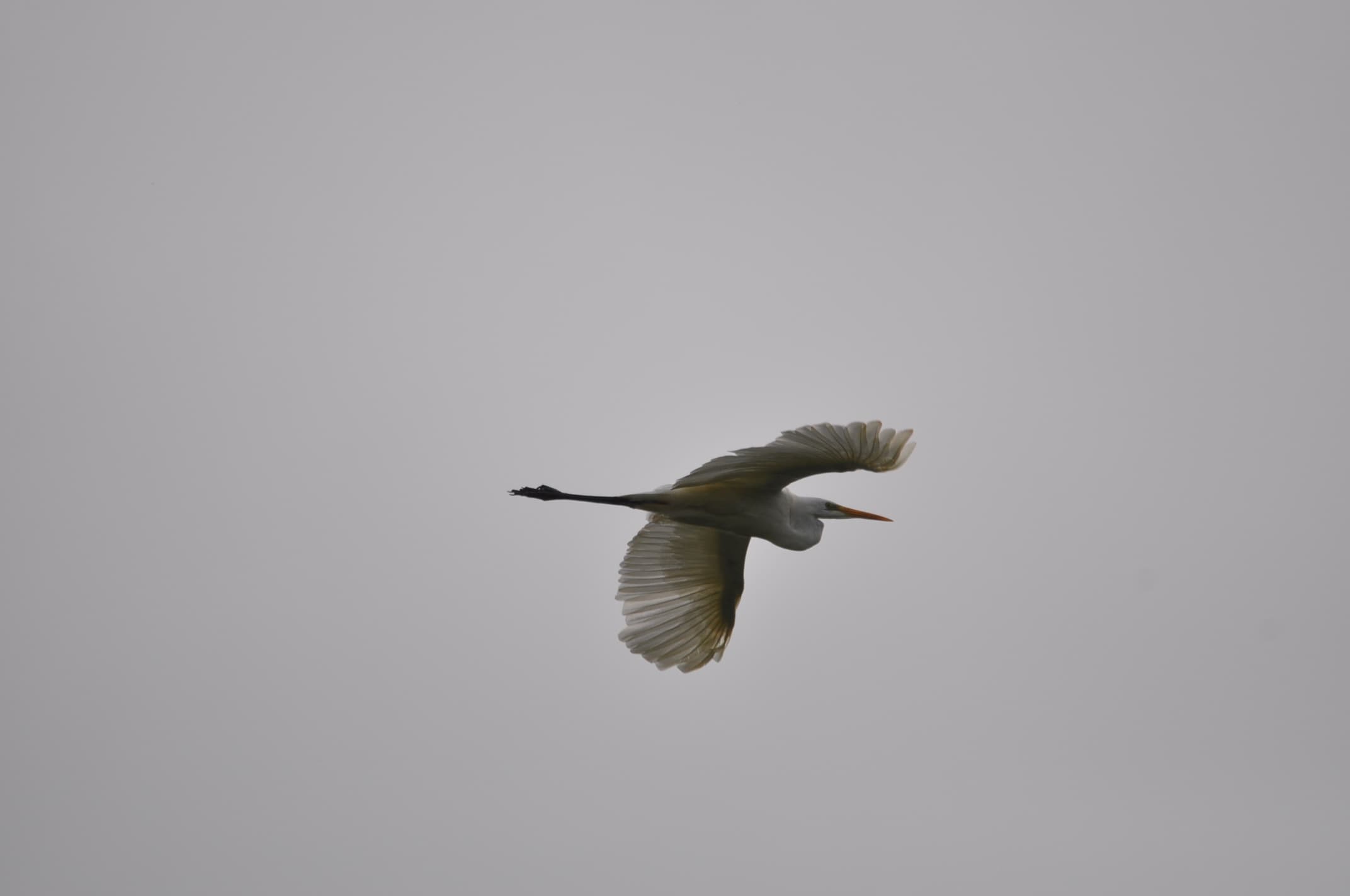 Bel oiseau que l'Aigrette !!!