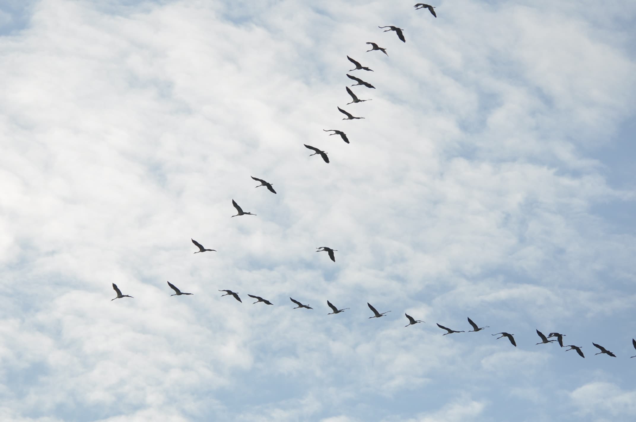 Passage des grues cendrées dans le ciel de la Haute Vienne !!!