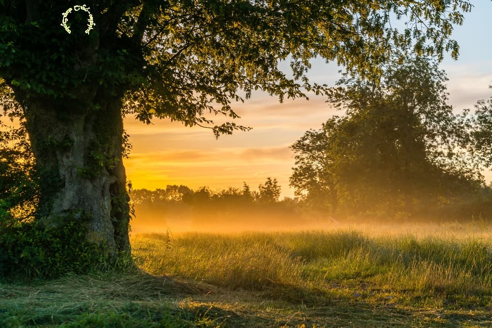 Brume de prairie