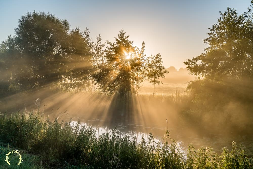 Rayons potamophiles