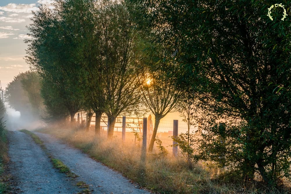 L'allée brumeuse