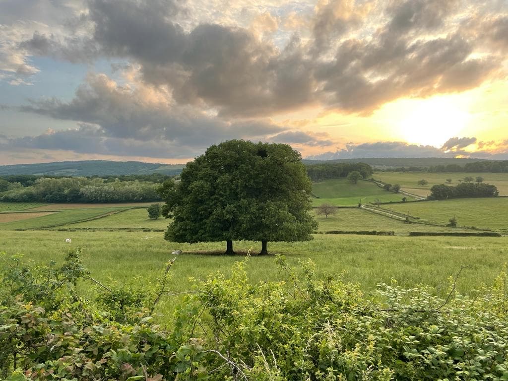 l-arbre