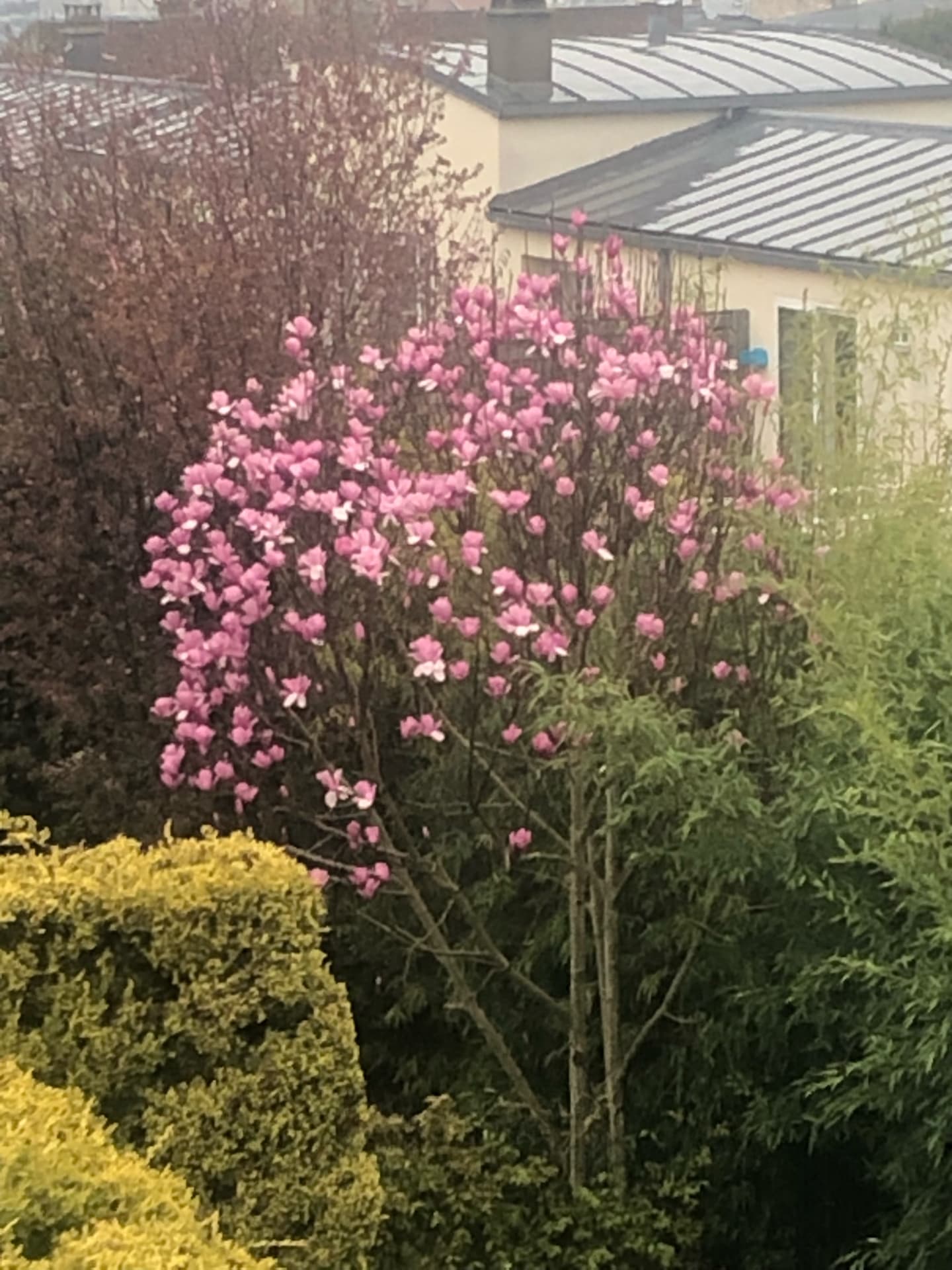 printemps-en-avance