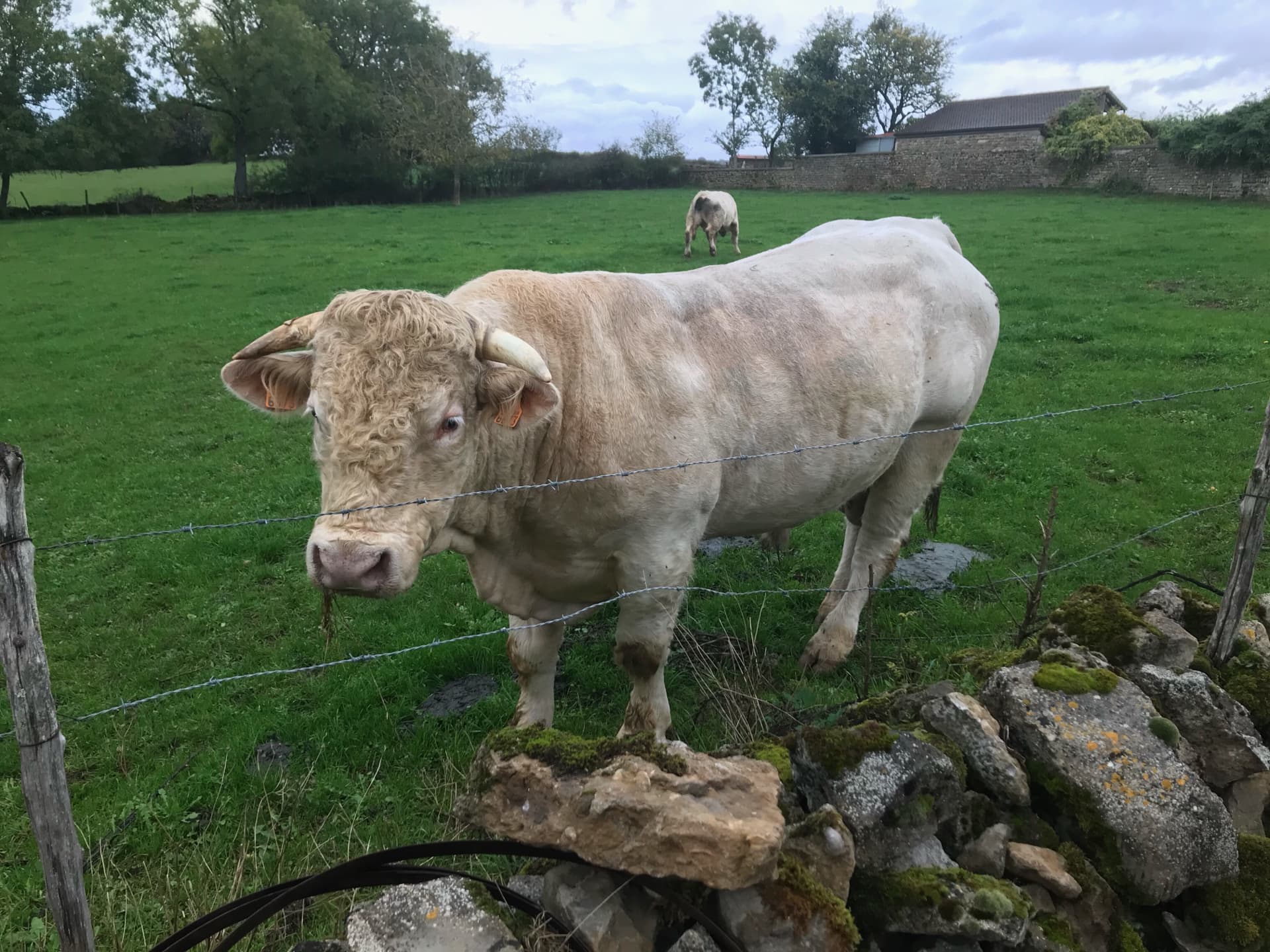 taureau