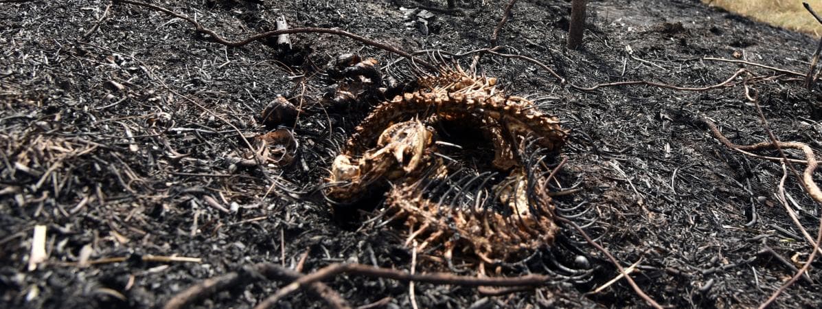 Image d'illustration pour Violents incendies en Bolivie
