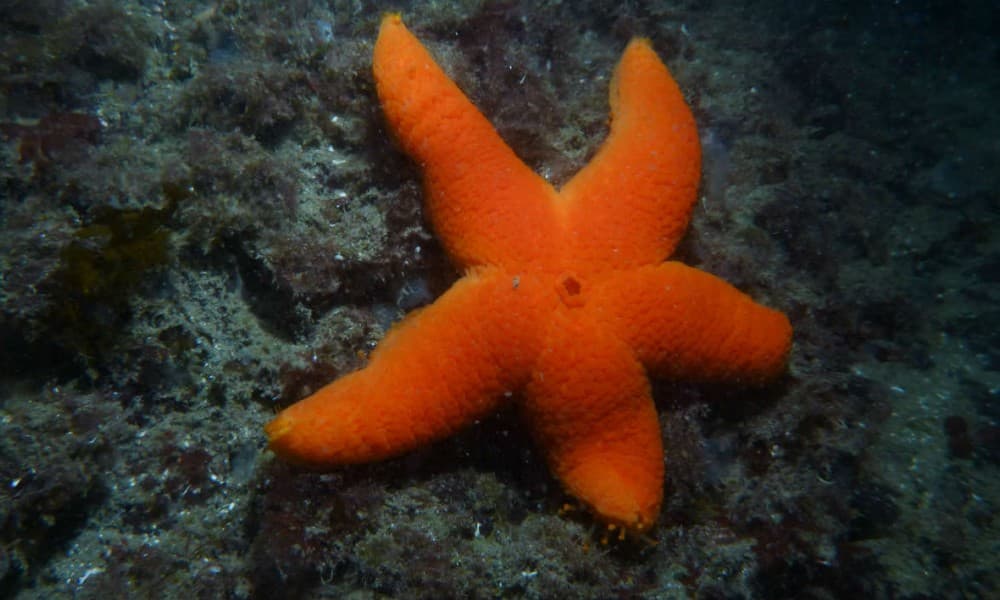 Image d'illustration pour COP 21 - Réchauffement & changement climatique : veille documentaire