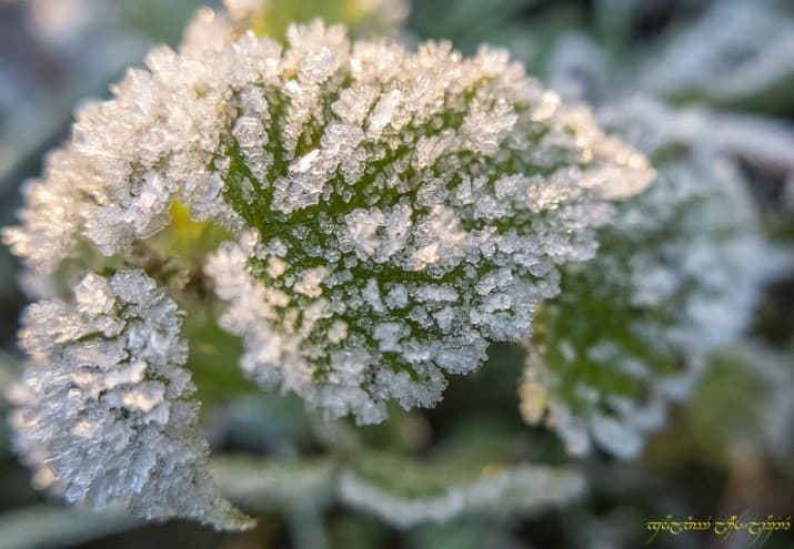 Image d'illustration pour Risque de gel sur la majeure partie de la France