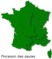 Image d'illustration pour Marronnier de Genève, printemps, pollens et allergies