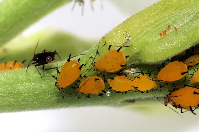Image d'illustration pour Conséquences de la douceur sur les insectes