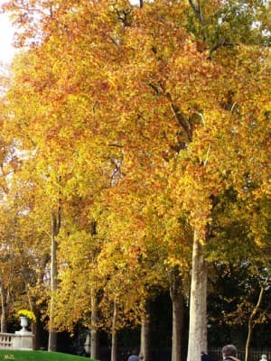 Au Jardin du Luxembourg