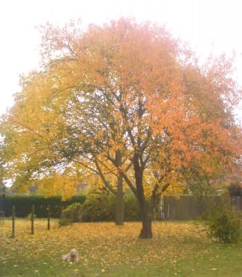 Contrast d'Automne