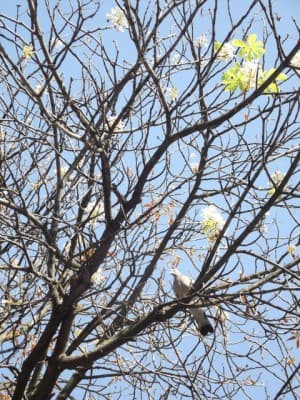 Est-ce le printemps ?