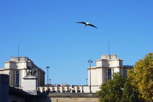 Une mouette au dessus du Trocadero