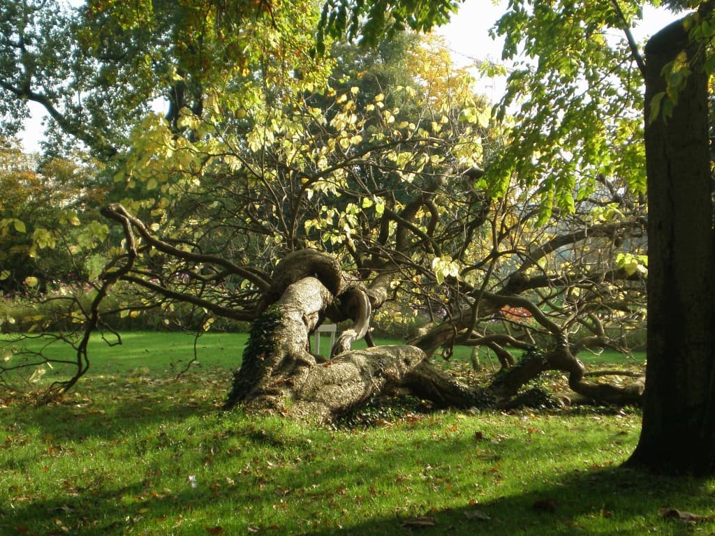 Automne aux serres d'Auteuil