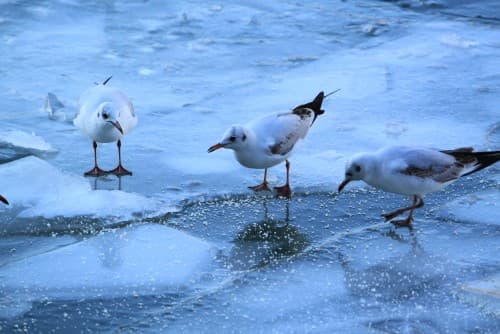 Bassin de Stalingrad 