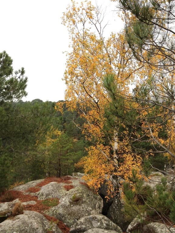 Bouleaux (birch trees) 