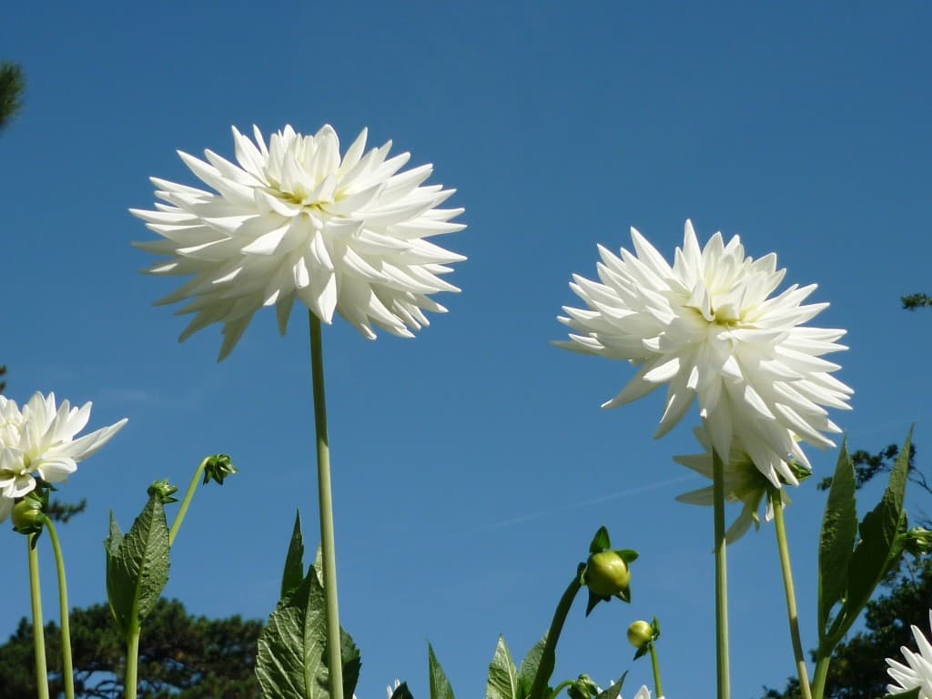 BOUQUET DE CUMULUS !