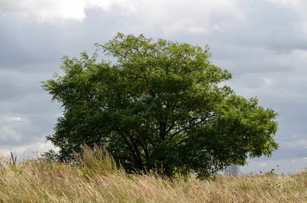 Butte d'Orgemont