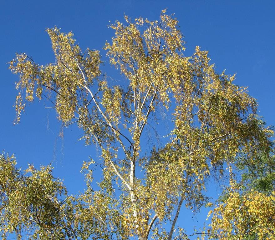 Ciel bleu