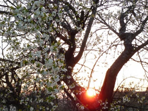 coucher de soleil printanier