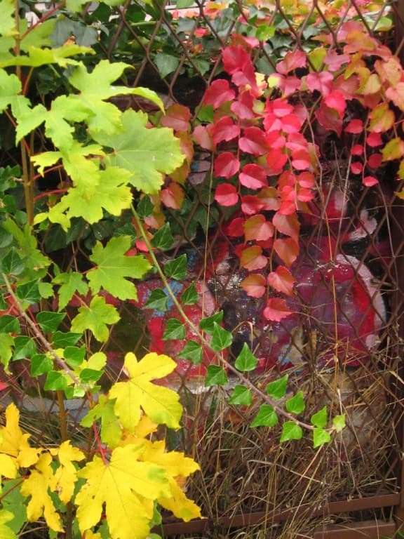 Couleurs d'automne