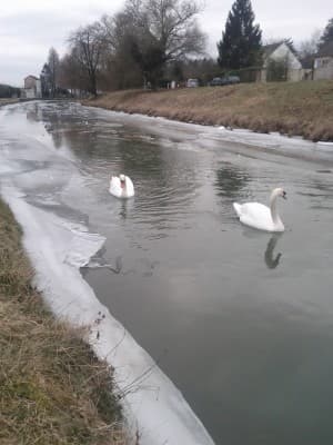 Course froide