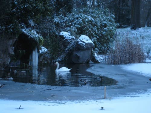 Cygne du Temps (froid)