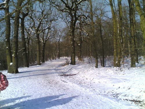 Dans les Bois de Fausse-Reposse