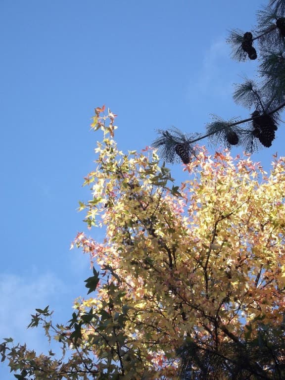 Dernières feuilles, pour la gloire