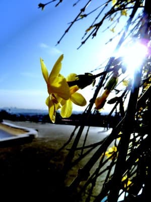Fleur de Montmartre